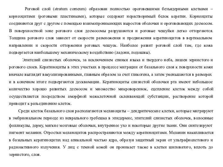 Роговой слой (stratum corneum) образован полностью ороговевшими безъядерными клетками – корнеоцитами