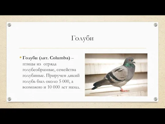 Голуби Голуби (лат. Columba) – птицы из отряда голубеобразные, семейства голубиные.