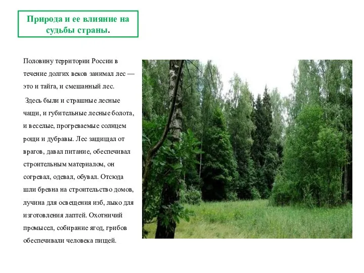 Половину территории России в течение долгих веков занимал лес — это