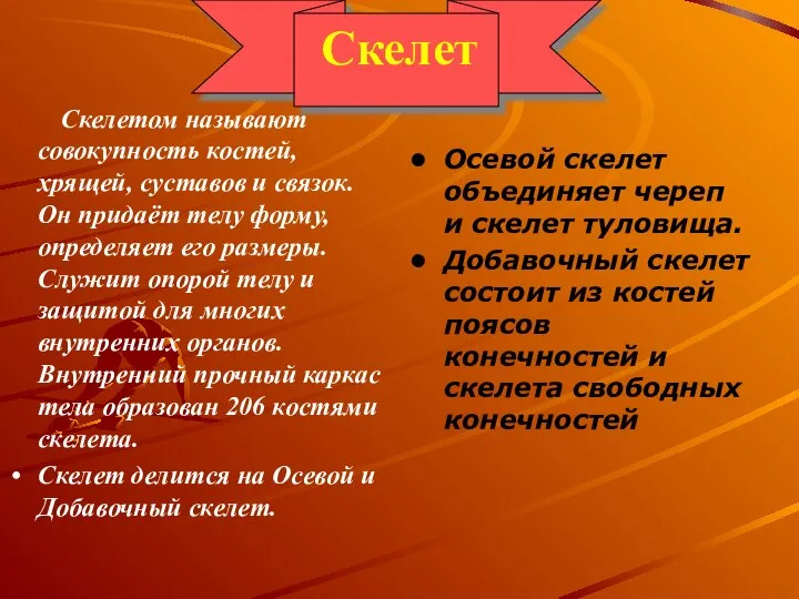 Скелет Скелетом называют совокупность костей, хрящей, суставов и связок. Он придаёт