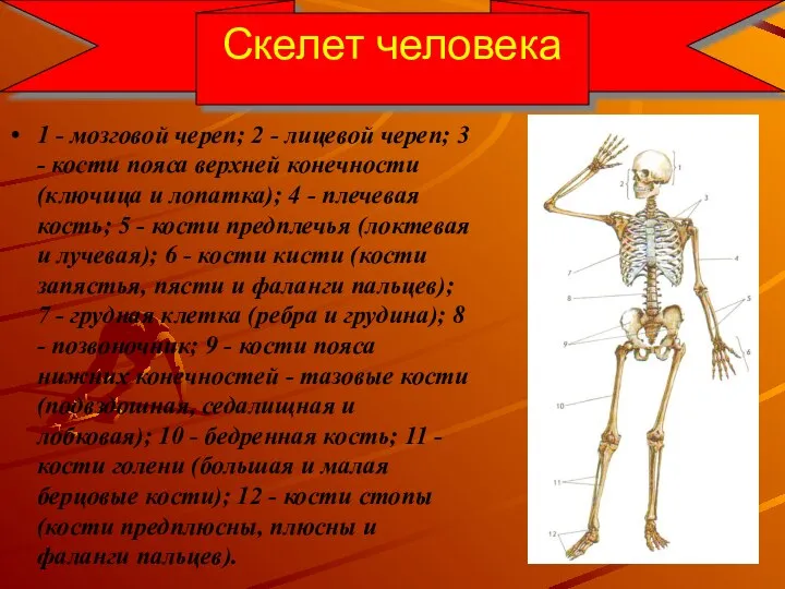 Скелет человека 1 - мозговой череп; 2 - лицевой череп; 3