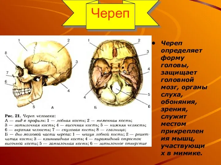 Череп Череп определяет форму головы, защищает головной мозг, органы, слуха, зрения,