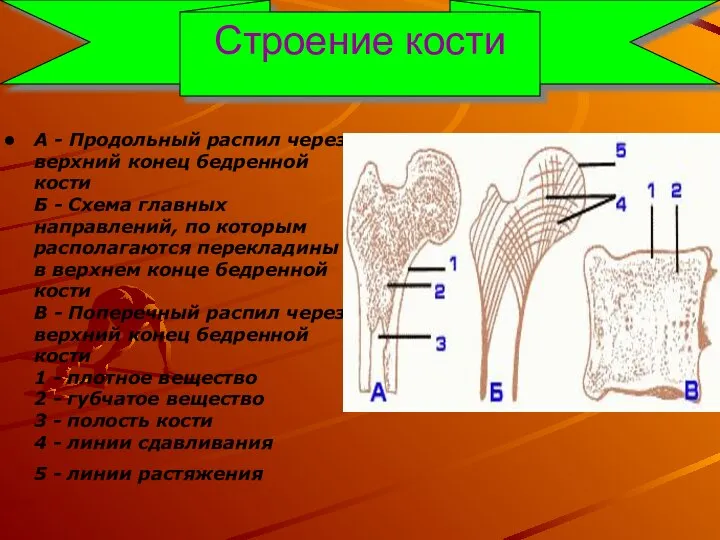 Строение кости А - Продольный распил через верхний конец бедренной кости