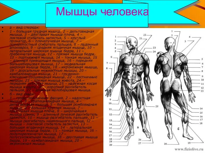 Мышцы человека а – вид спереди: 1 – большая грудная мышца,