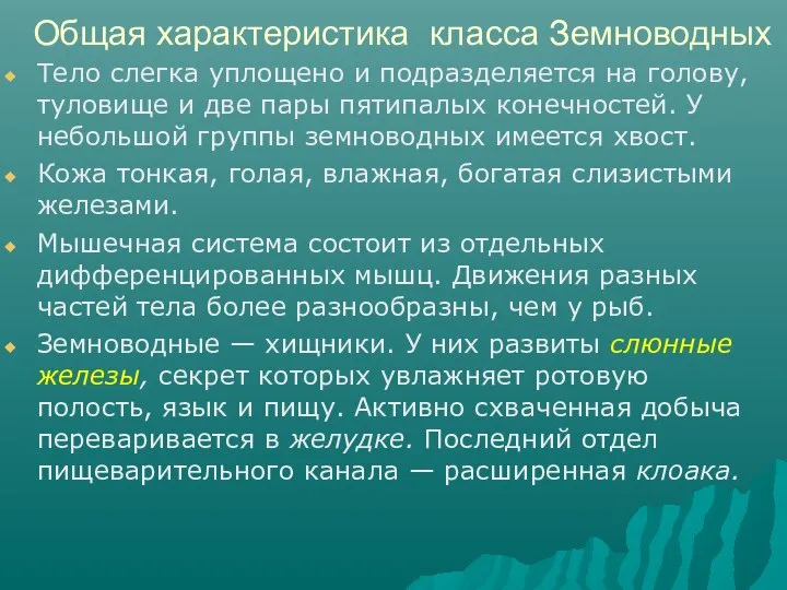 Общая характеристика класса Земноводных Тело слегка уплощено и подразделяется на голову,