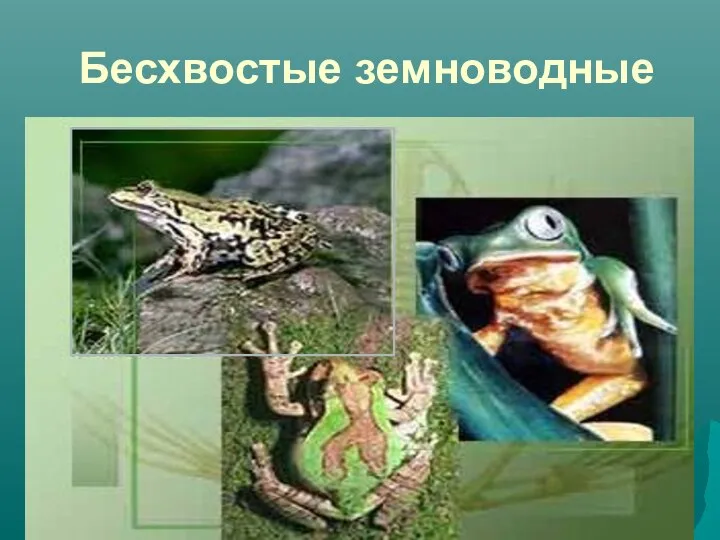 Бесхвостые земноводные