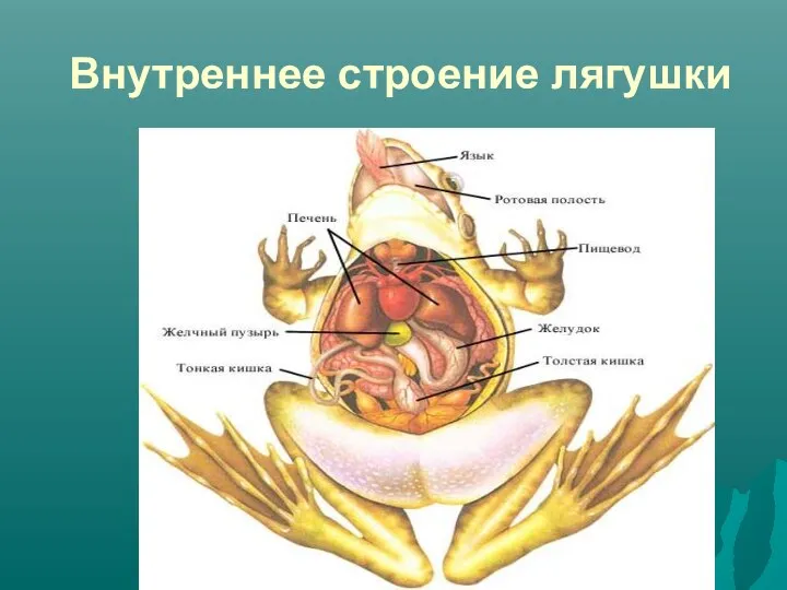 Внутреннее строение лягушки