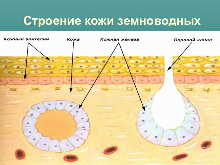 Строение кожи земноводных