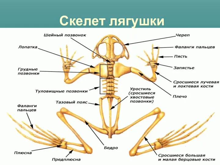 Скелет лягушки