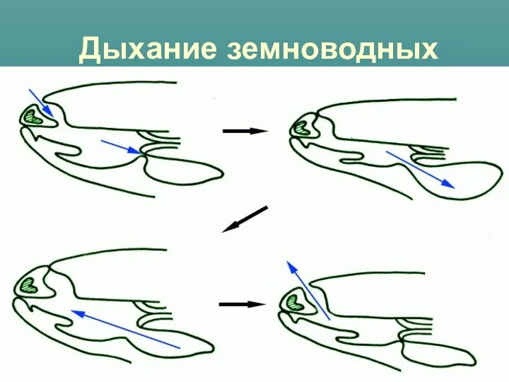 Дыхание земноводных