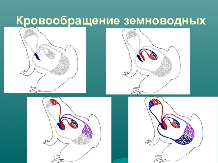 Кровообращение земноводных