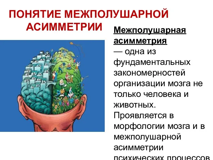 Межполушарная асимметрия — одна из фундаментальных закономерностей организации мозга не только