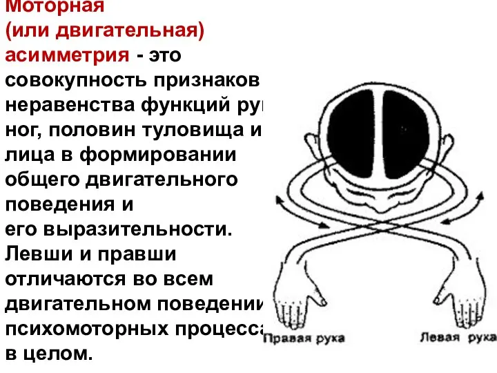 Моторная (или двигательная) асимметрия - это совокупность признаков неравенства функций рук,