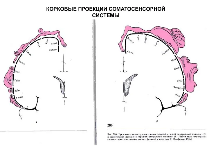 КОРКОВЫЕ ПРОЕКЦИИ СОМАТОСЕНСОРНОЙ СИСТЕМЫ