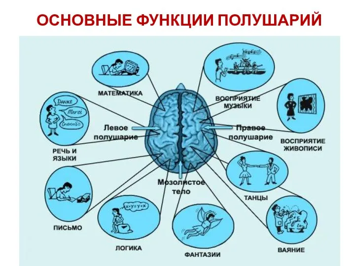 ОСНОВНЫЕ ФУНКЦИИ ПОЛУШАРИЙ