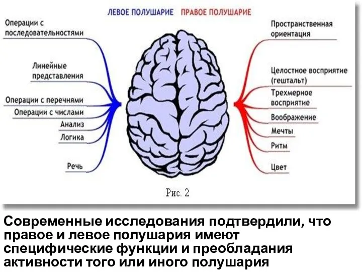 Современные исследования подтвердили, что правое и левое полушария имеют специфические функции