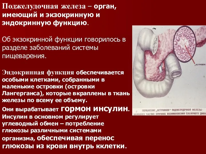 Поджелудочная железа – орган, имеющий и экзокринную и эндокринную функцию. Об