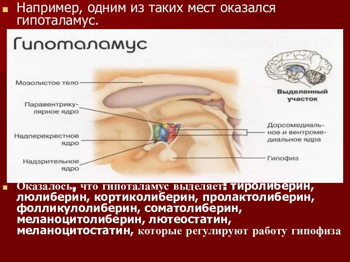 Например, одним из таких мест оказался гипоталамус. Оказалось, что гипоталамус выделяет: