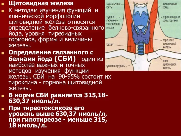 Щитовидная железа К методам изучения функций и клинической морфологии щитовидной железы
