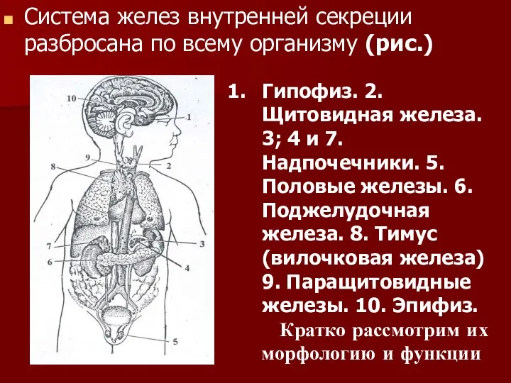 Система желез внутренней секреции разбросана по всему организму (рис.) Гипофиз. 2.