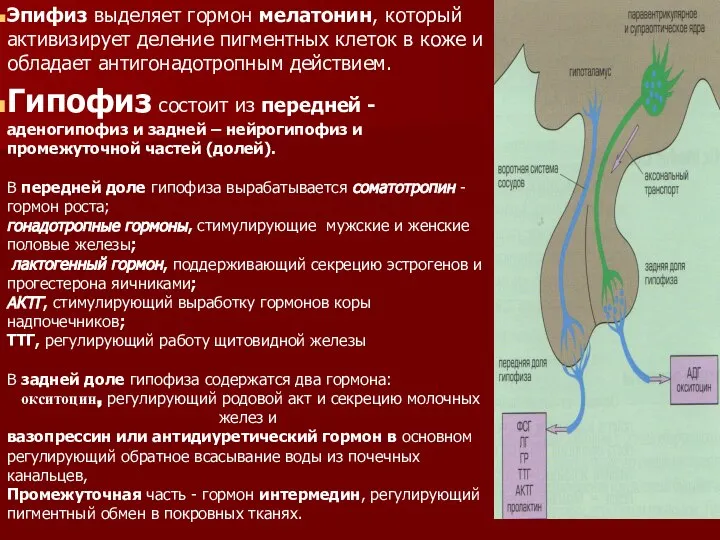 Эпифиз выделяет гормон мелатонин, который активизирует деление пигментных клеток в коже