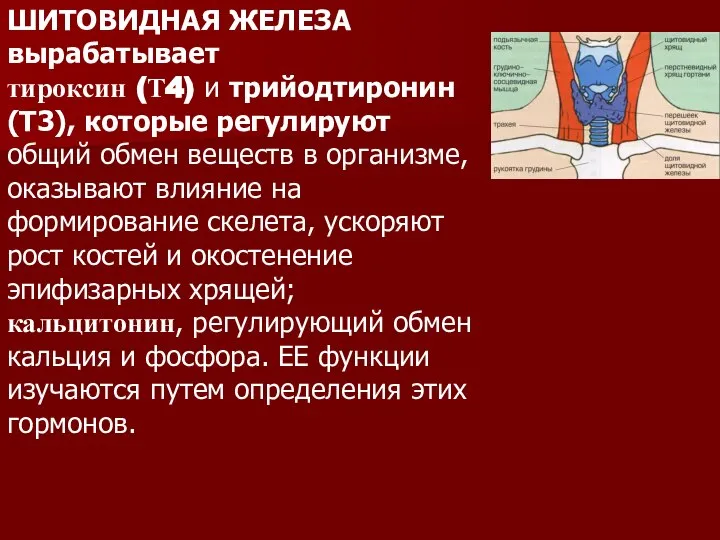 ШИТОВИДНАЯ ЖЕЛЕЗА вырабатывает тироксин (Т4) и трийодтиронин (Т3), которые регулируют общий