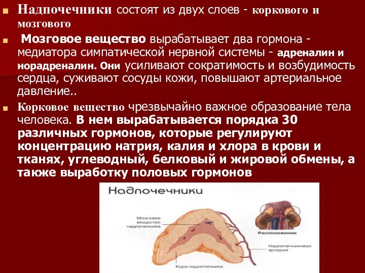 Надпочечники состоят из двух слоев - коркового и мозгового Мозговое вещество