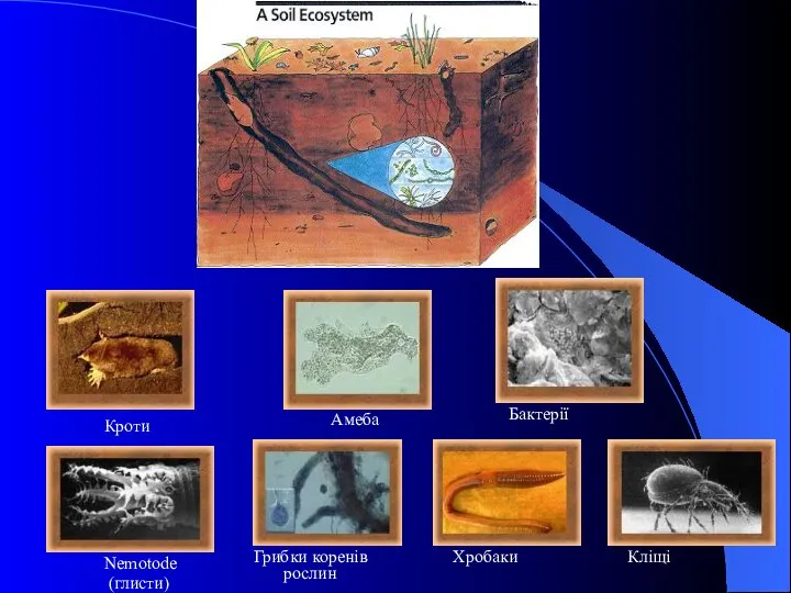Кроти Хробаки Nemotode (глисти) Грибки коренів рослин Амеба Бактерії Кліщі