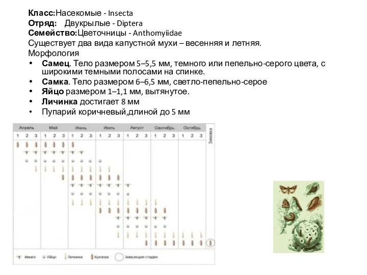 Класс:Насекомые - Insecta Отряд: Двукрылые - Diptera Семейство:Цветочницы - Anthomyiidae Существует