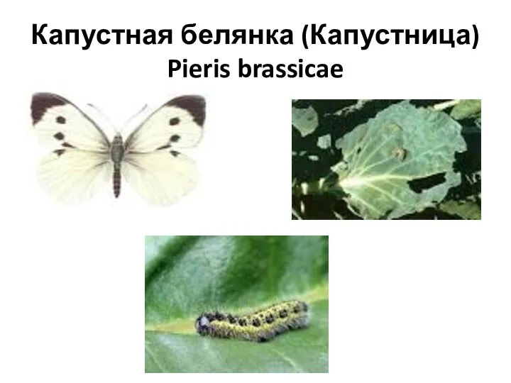 Капустная белянка (Капустница) Pieris brassicae