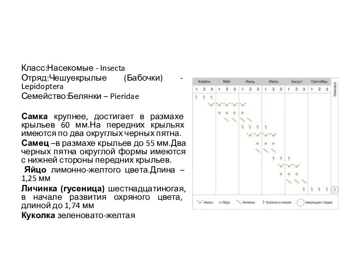 Класс:Насекомые - Insecta Отряд:Чешуекрылые (Бабочки) - Lepidoptera Семейство:Белянки – Pieridae Самка