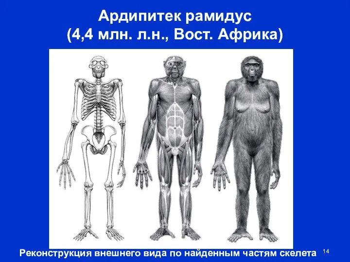 Ардипитек рамидус (4,4 млн. л.н., Вост. Африка) Реконструкция внешнего вида по найденным частям скелета