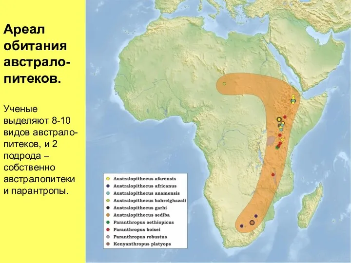 Ареал обитания австрало- питеков. Ученые выделяют 8-10 видов австрало- питеков, и