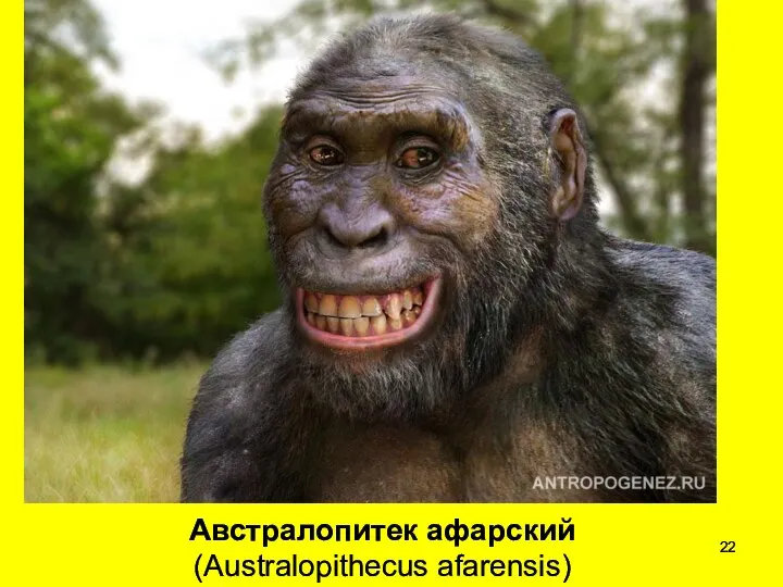 Австралопитек афарский (Australopithecus afarensis)