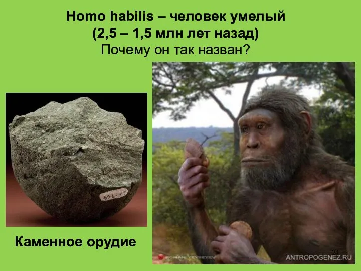 Homo habilis – человек умелый (2,5 – 1,5 млн лет назад)