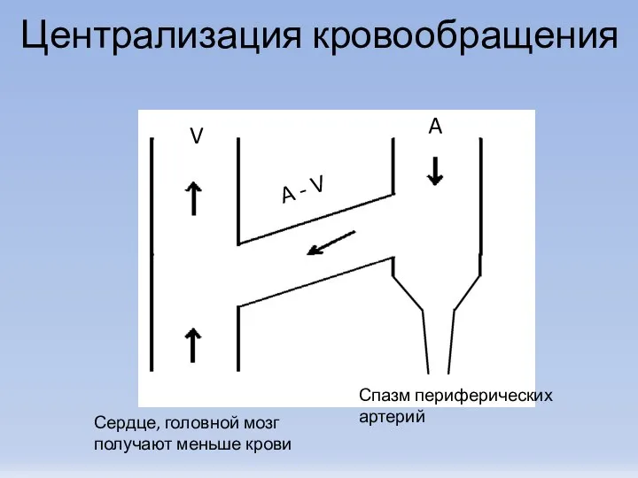 Централизация кровообращения V A A - V Сердце, головной мозг получают меньше крови Спазм периферических артерий