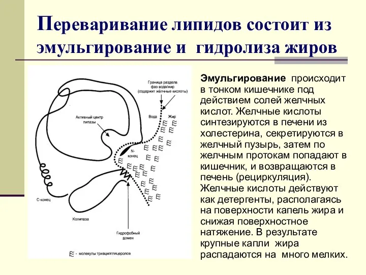 Переваривание липидов состоит из эмульгирование и гидролиза жиров Эмульгирование происходит в