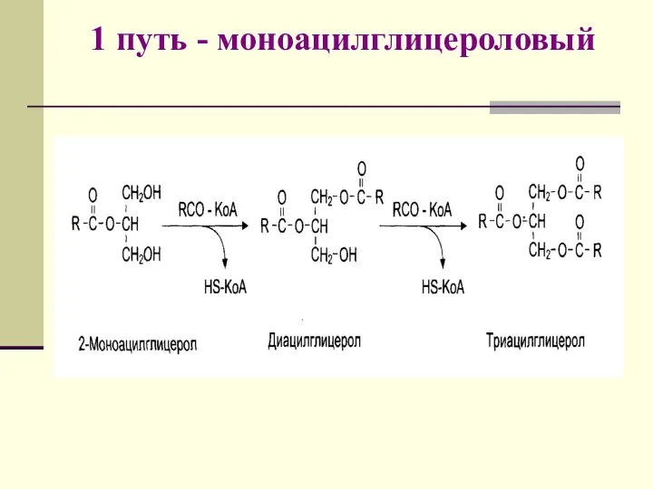 1 путь - моноацилглицероловый