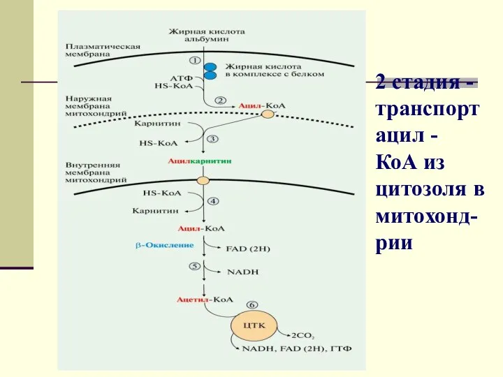 2 стадия - транспорт ацил - КоА из цитозоля в митохонд- рии
