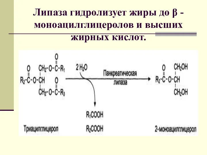 Липаза гидролизует жиры до β - моноацилглицеролов и высших жирных кислот.