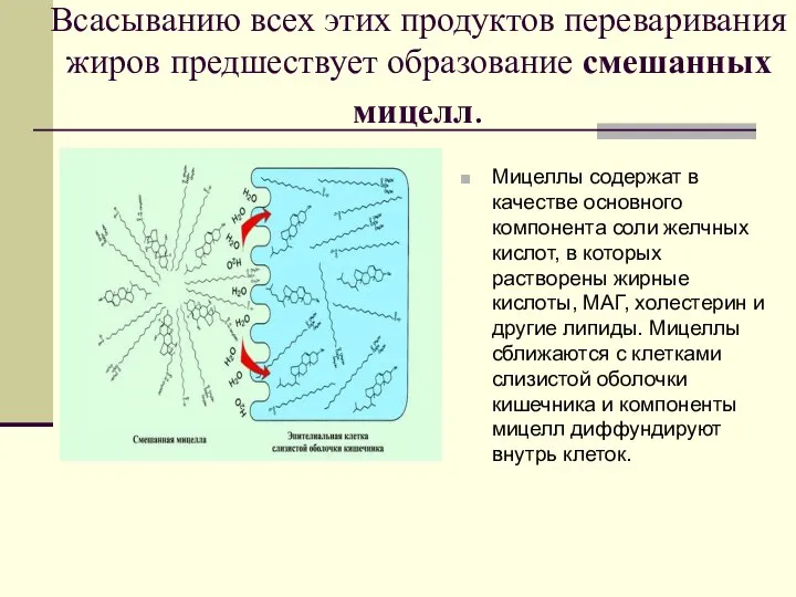 Всасыванию всех этих продуктов переваривания жиров предшествует образование смешанных мицелл. Мицеллы