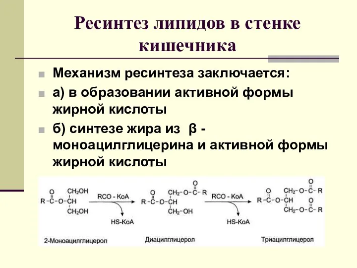 Ресинтез липидов в стенке кишечника Механизм ресинтеза заключается: а) в образовании