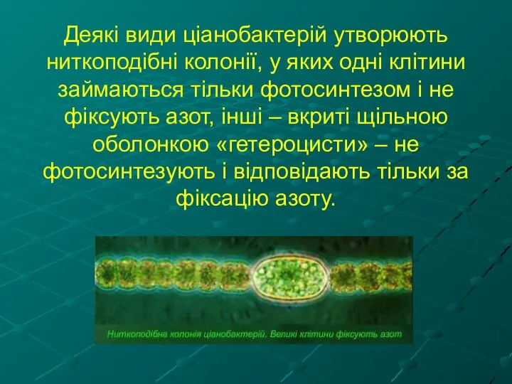 Деякі види ціанобактерій утворюють ниткоподібні колонії, у яких одні клітини займаються