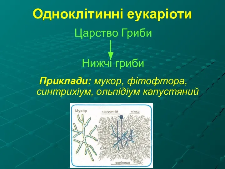 Одноклітинні еукаріоти Царство Гриби Нижчі гриби Приклади: мукор, фітофтора, синтрихіум, ольпідіум капустяний