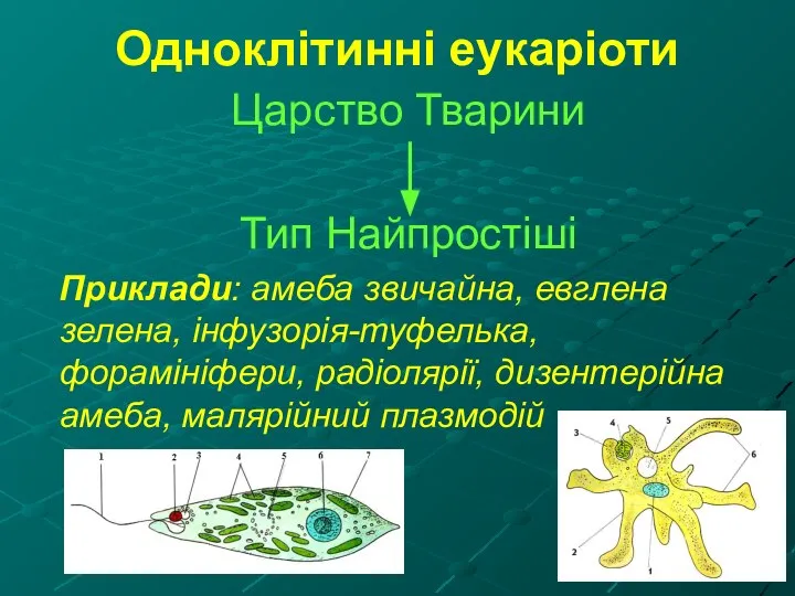 Одноклітинні еукаріоти Царство Тварини Тип Найпростіші Приклади: амеба звичайна, евглена зелена,