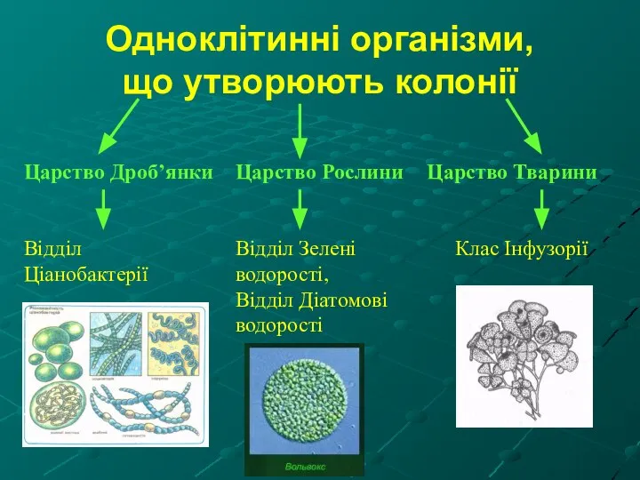 Одноклітинні організми, що утворюють колонії