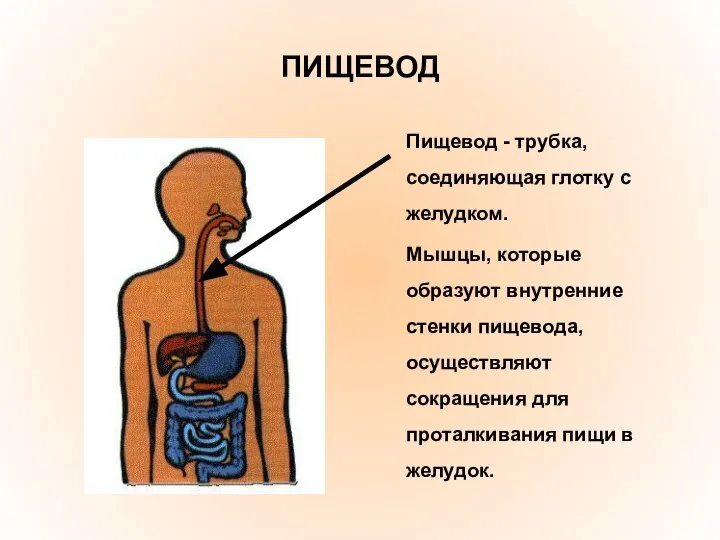 ПИЩЕВОД Пищевод - трубка, соединяющая глотку с желудком. Мышцы, которые образуют