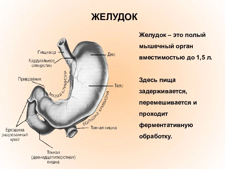 ЖЕЛУДОК Желудок – это полый мышечный орган вместимостью до 1,5 л.