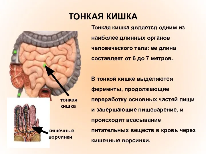 ТОНКАЯ КИШКА Тонкая кишка является одним из наиболее длинных органов человеческого