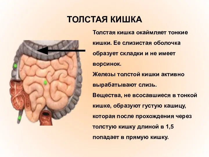 ТОЛСТАЯ КИШКА Толстая кишка окаймляет тонкие кишки. Ее слизистая оболочка образует